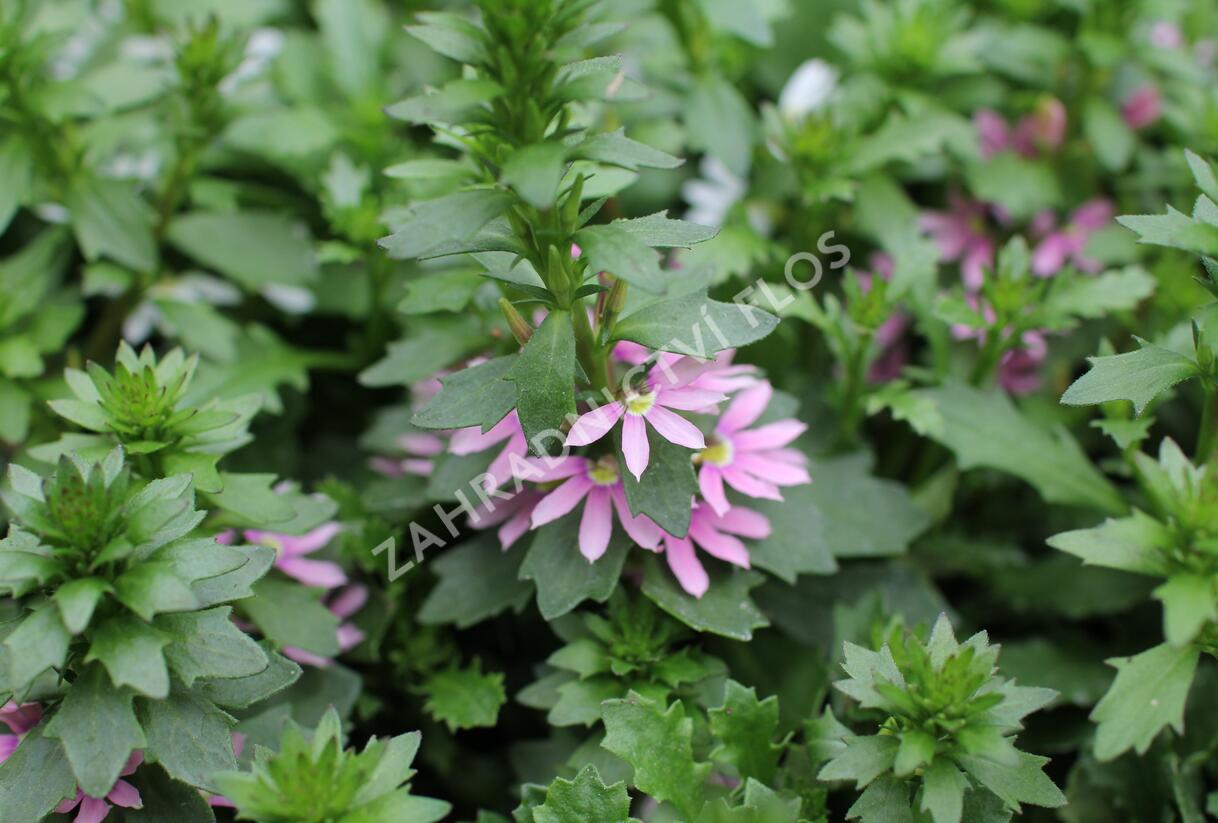 Vějířovka nezlomná 'Pink Blessing' - Scaevola aemula 'Pink Blessing'