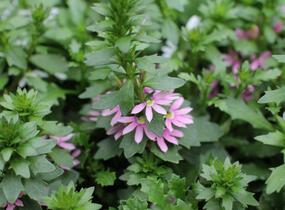 Vějířovka nezlomná 'Pink Blessing' - Scaevola aemula 'Pink Blessing'