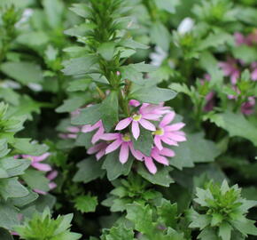 Vějířovka nezlomná 'Pink Blessing' - Scaevola aemula 'Pink Blessing'
