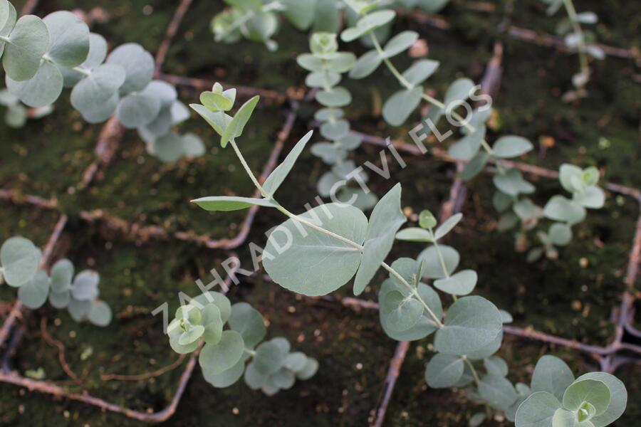 Blahovičník 'Baby Blue' - Eucalyptus pulverulenta 'Baby Blue'