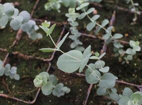 Blahovičník 'Baby Blue' - Eucalyptus pulverulenta 'Baby Blue'