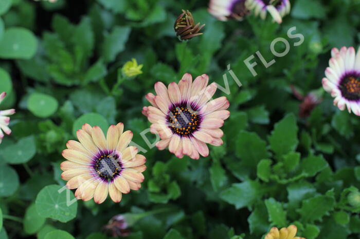Dvoutvárka 'Cape Daisy Zanzibar' Painted Dessert - Osteospermum ecklonis 'Cape Daisy Zanzibar' Painted Dessert