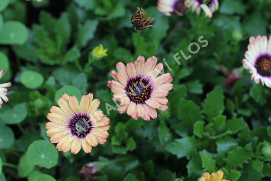 Dvoutvárka 'Cape Daisy Zanzibar' Painted Dessert - Osteospermum ecklonis 'Cape Daisy Zanzibar' Painted Dessert