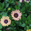 Dvoutvárka 'Cape Daisy Zanzibar' Painted Dessert - Osteospermum ecklonis 'Cape Daisy Zanzibar' Painted Dessert