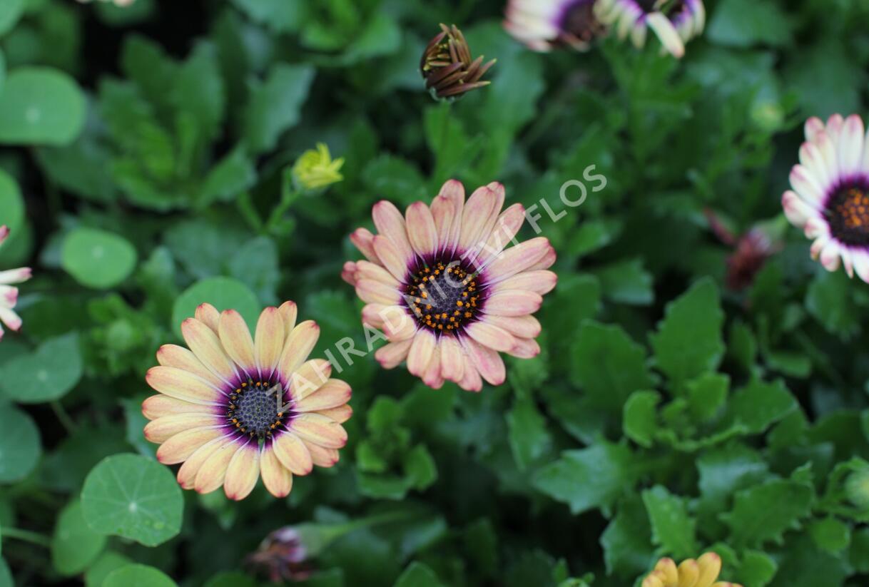 Dvoutvárka 'Cape Daisy Zanzibar' Painted Dessert - Osteospermum ecklonis 'Cape Daisy Zanzibar' Painted Dessert
