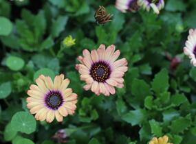 Dvoutvárka 'Cape Daisy Zanzibar' Painted Dessert - Osteospermum ecklonis 'Cape Daisy Zanzibar' Painted Dessert