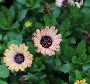 Dvoutvárka 'Cape Daisy Zanzibar' Painted Dessert - Osteospermum ecklonis 'Cape Daisy Zanzibar' Painted Dessert