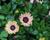 Dvoutvárka 'Cape Daisy Zanzibar' Painted Dessert