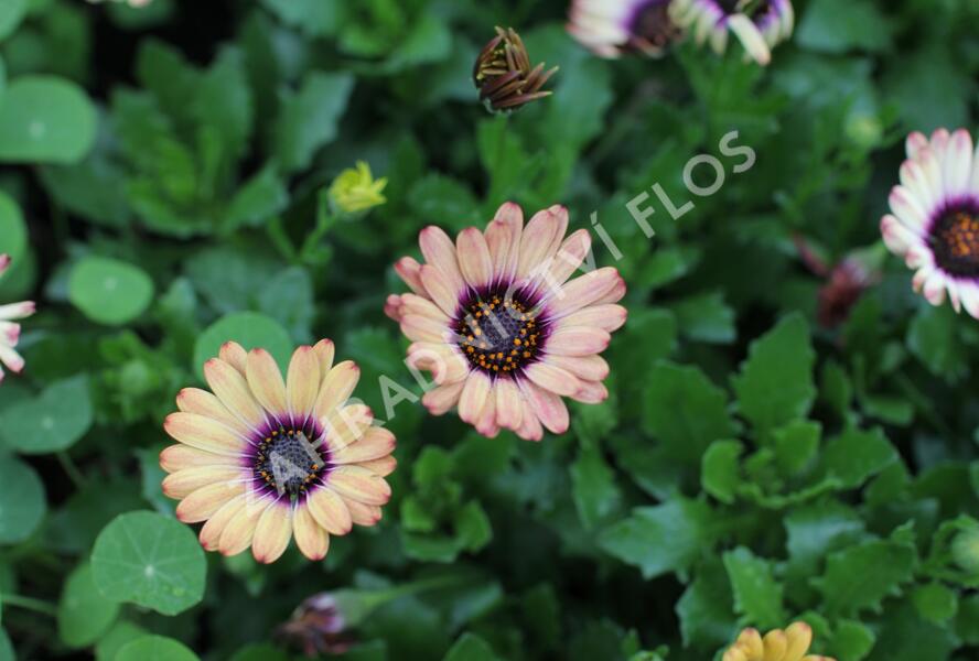 Dvoutvárka 'Cape Daisy Zanzibar' Painted Dessert - Osteospermum ecklonis 'Cape Daisy Zanzibar' Painted Dessert