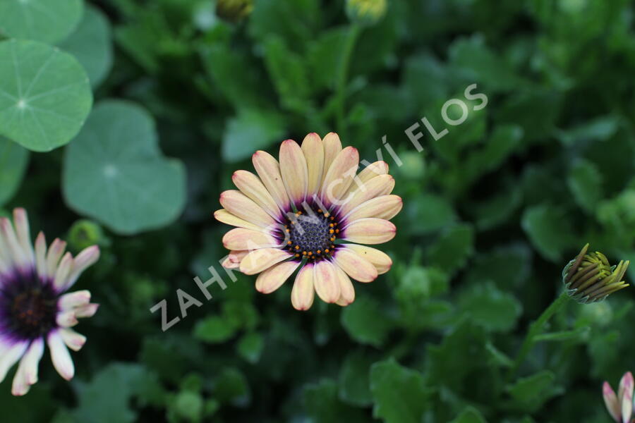 Dvoutvárka 'Cape Daisy Zanzibar' Painted Dessert - Osteospermum ecklonis 'Cape Daisy Zanzibar' Painted Dessert