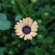 Dvoutvárka 'Cape Daisy Zanzibar' Painted Dessert - Osteospermum ecklonis 'Cape Daisy Zanzibar' Painted Dessert