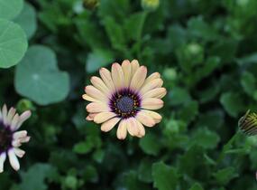 Dvoutvárka 'Cape Daisy Zanzibar' Painted Dessert - Osteospermum ecklonis 'Cape Daisy Zanzibar' Painted Dessert