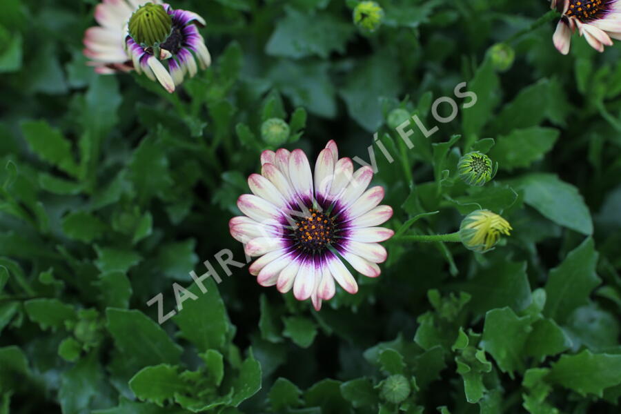 Dvoutvárka 'Cape Daisy Zanzibar' Painted Dessert - Osteospermum ecklonis 'Cape Daisy Zanzibar' Painted Dessert