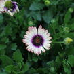 Dvoutvárka 'Cape Daisy Zanzibar' Painted Dessert - Osteospermum ecklonis 'Cape Daisy Zanzibar' Painted Dessert