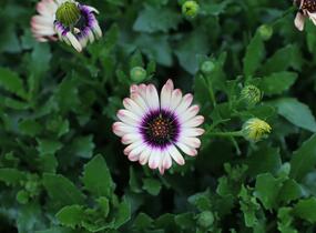 Dvoutvárka 'Cape Daisy Zanzibar' Painted Dessert - Osteospermum ecklonis 'Cape Daisy Zanzibar' Painted Dessert