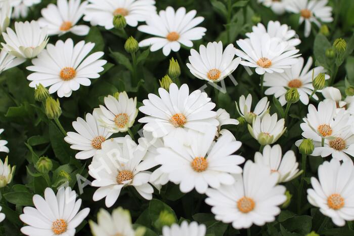 Dvoutvárka 'Cape Daisy Ivory' - Osteospermum ecklonis 'Cape Daisy Ivory'