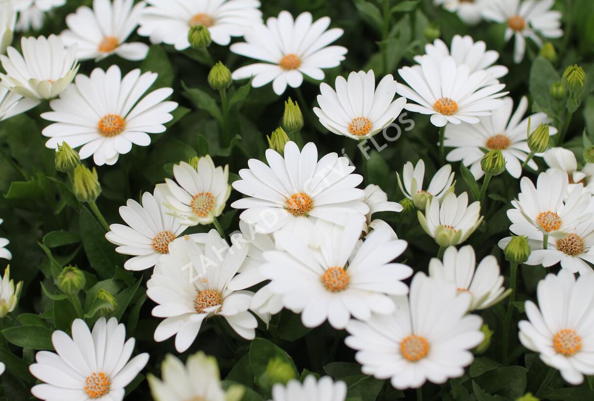 Dvoutvárka 'Cape Daisy Ivory' - Osteospermum ecklonis 'Cape Daisy Ivory'