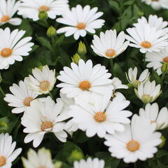 Dvoutvárka 'Cape Daisy Ivory' - Osteospermum ecklonis 'Cape Daisy Ivory'