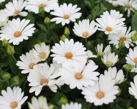 Dvoutvárka 'Cape Daisy Ivory'