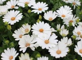 Dvoutvárka 'Cape Daisy Ivory' - Osteospermum ecklonis 'Cape Daisy Ivory'