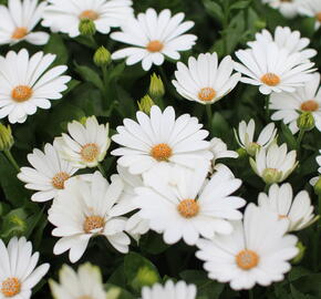 Dvoutvárka 'Cape Daisy Ivory' - Osteospermum ecklonis 'Cape Daisy Ivory'