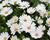 Dvoutvárka 'Cape Daisy Ivory'