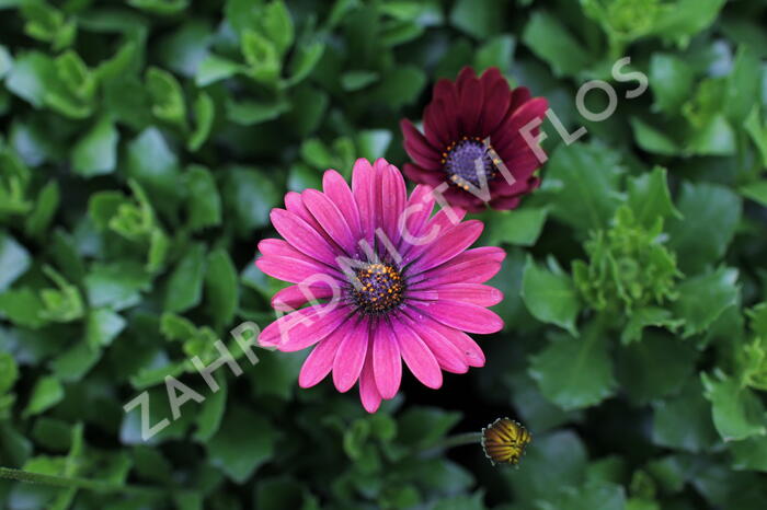 Dvoutvárka 'Cape Daisy Zanzibar Red' - Osteospermum ecklonis 'Cape Daisy Zanzibar Red'