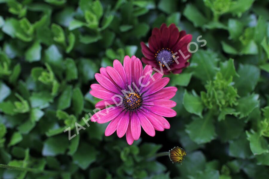 Dvoutvárka 'Cape Daisy Zanzibar Red' - Osteospermum ecklonis 'Cape Daisy Zanzibar Red'
