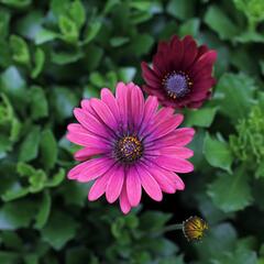 Dvoutvárka 'Cape Daisy Zanzibar Red' - Osteospermum ecklonis 'Cape Daisy Zanzibar Red'