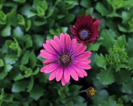 Dvoutvárka 'Cape Daisy Zanzibar Red'