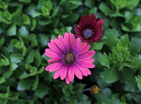 Dvoutvárka 'Cape Daisy Zanzibar Red' - Osteospermum ecklonis 'Cape Daisy Zanzibar Red'