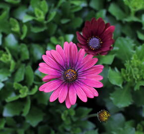 Dvoutvárka 'Cape Daisy Zanzibar Red' - Osteospermum ecklonis 'Cape Daisy Zanzibar Red'
