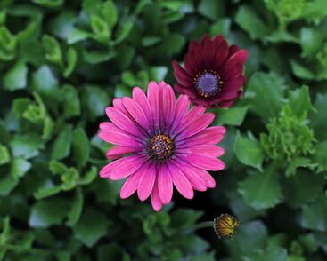 Dvoutvárka 'Cape Daisy Zanzibar Red'