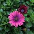 Osteospermum ecklonis 'Cape Daisy Zanzibar Red'.JPG