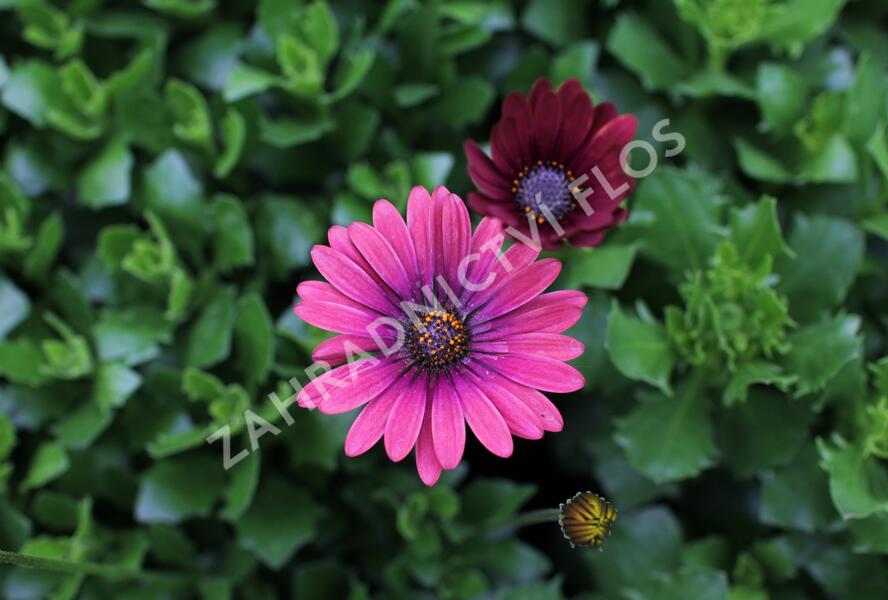 Dvoutvárka 'Cape Daisy Zanzibar Red' - Osteospermum ecklonis 'Cape Daisy Zanzibar Red'