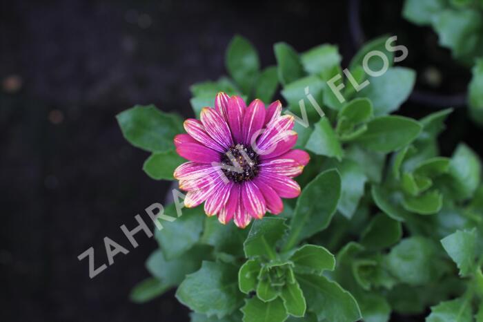 Dvoutvárka 'Cape Daisy Zanzibar Fireworks Red' - Osteospermum ecklonis 'Cape Daisy Zanzibar Fireworks Red'