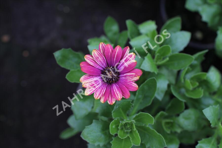 Dvoutvárka 'Cape Daisy Zanzibar Fireworks Red' - Osteospermum ecklonis 'Cape Daisy Zanzibar Fireworks Red'