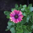 Dvoutvárka 'Cape Daisy Zanzibar Fireworks Red' - Osteospermum ecklonis 'Cape Daisy Zanzibar Fireworks Red'