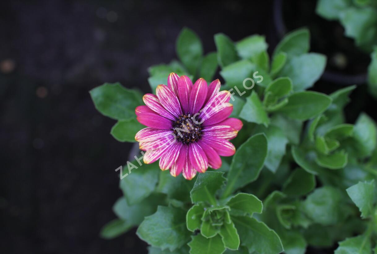 Dvoutvárka 'Cape Daisy Zanzibar Fireworks Red' - Osteospermum ecklonis 'Cape Daisy Zanzibar Fireworks Red'