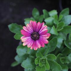 Dvoutvárka 'Cape Daisy Zanzibar Fireworks Red' - Osteospermum ecklonis 'Cape Daisy Zanzibar Fireworks Red'