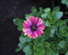 Dvoutvárka 'Cape Daisy Zanzibar Fireworks Red'
