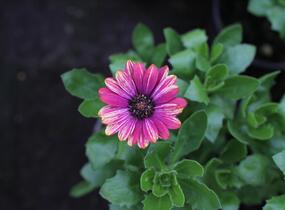 Dvoutvárka 'Cape Daisy Zanzibar Fireworks Red' - Osteospermum ecklonis 'Cape Daisy Zanzibar Fireworks Red'