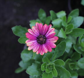 Dvoutvárka 'Cape Daisy Zanzibar Fireworks Red' - Osteospermum ecklonis 'Cape Daisy Zanzibar Fireworks Red'
