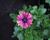 Dvoutvárka 'Cape Daisy Zanzibar Fireworks Red'