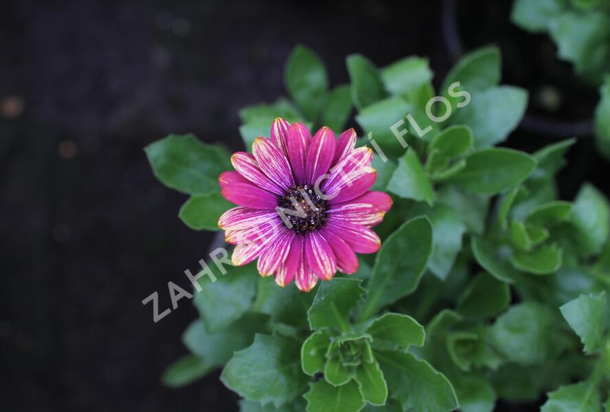 Dvoutvárka 'Cape Daisy Zanzibar Fireworks Red' - Osteospermum ecklonis 'Cape Daisy Zanzibar Fireworks Red'
