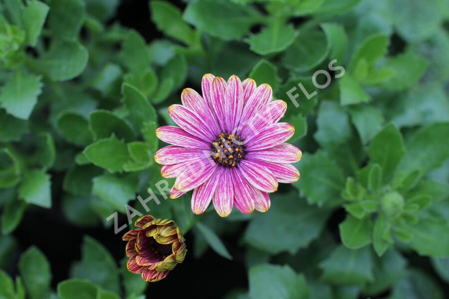 Dvoutvárka 'Cape Daisy Zanzibar Fireworks Red' - Osteospermum ecklonis 'Cape Daisy Zanzibar Fireworks Red'