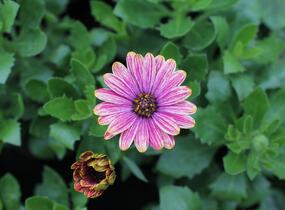 Dvoutvárka 'Cape Daisy Zanzibar Fireworks Red' - Osteospermum ecklonis 'Cape Daisy Zanzibar Fireworks Red'