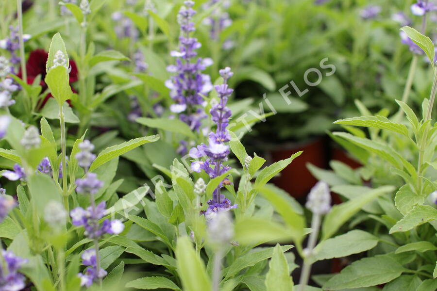 Šalvěj pomoučená 'Farina Arctic Blue' - Salvia farinacea 'Farina Arctic Blue'