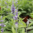 Šalvěj pomoučená 'Farina Arctic Blue' - Salvia farinacea 'Farina Arctic Blue'