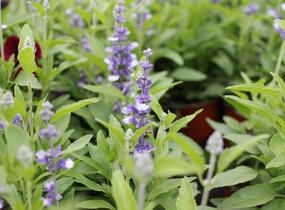 Šalvěj pomoučená 'Farina Arctic Blue' - Salvia farinacea 'Farina Arctic Blue'